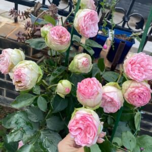 Charming Piano Rose