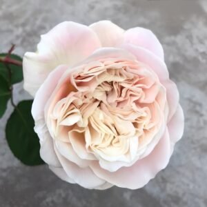 Chiffon Rose