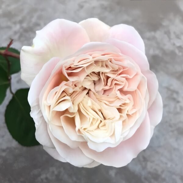 Chiffon Rose