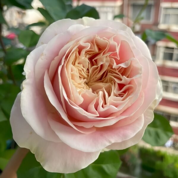 Chiffon Rose