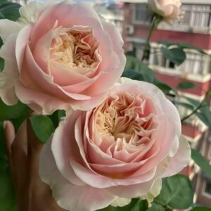 Chiffon Rose
