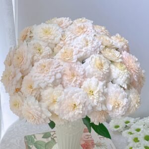 Chiffonade Rose Plant | 雪纺 - 图片 8