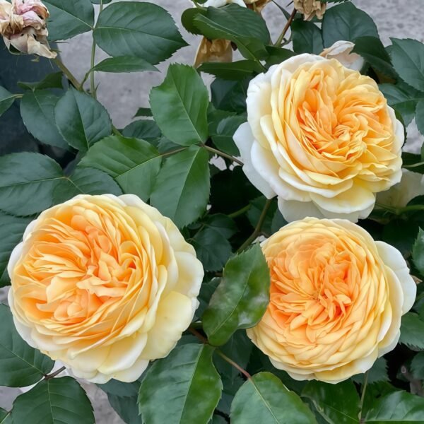 Chippendale Gold Rose
