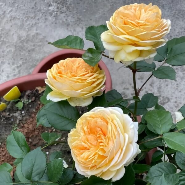 Chippendale Gold Rose