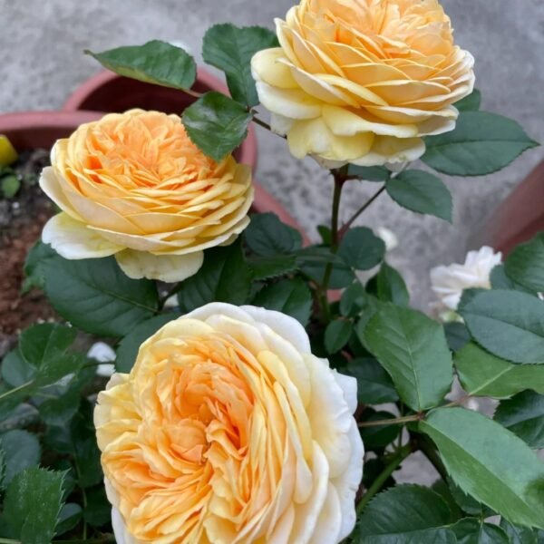 Chippendale Gold Rose