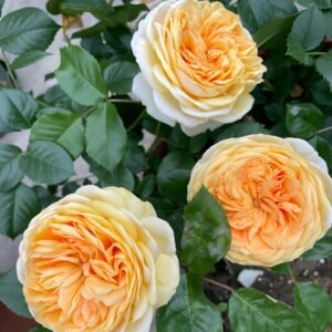 Chippendale Gold Rose