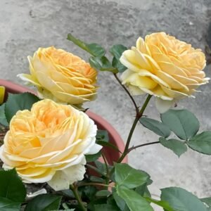 Chippendale Gold Rose