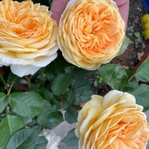 Chippendale Gold Rose
