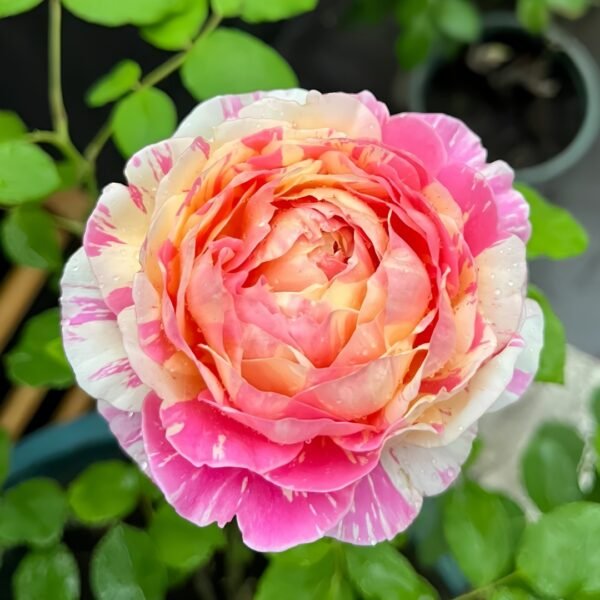 Claude Monet Rose01 Claude Monet Rose