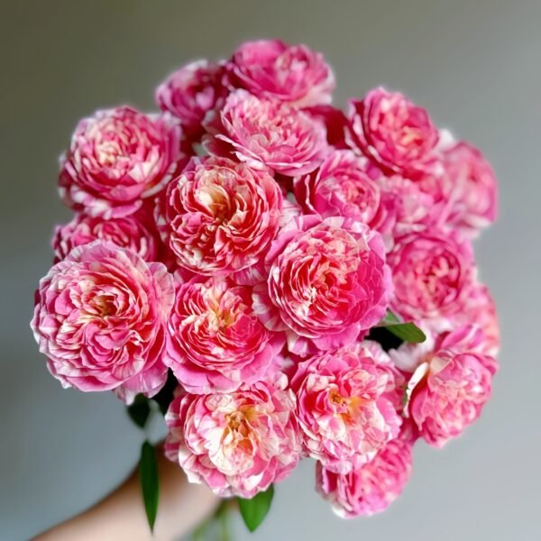 Claude Monet Rose