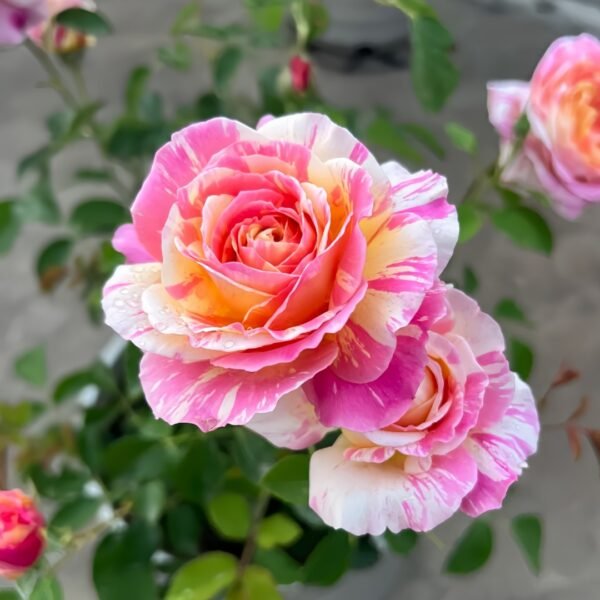 Claude Monet Rose