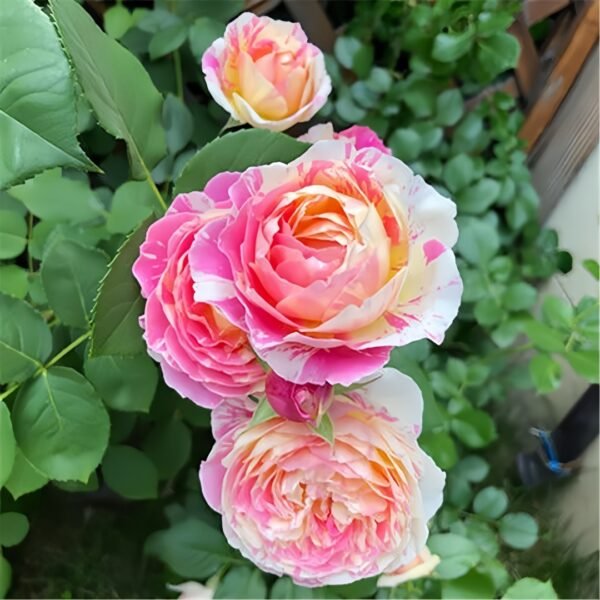 Claude Monet Rose