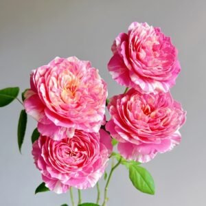 Claude Monet Rose