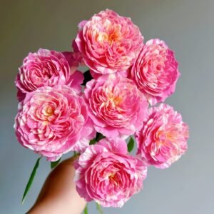 Claude Monet Rose