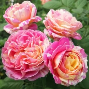 Claude Monet Rose