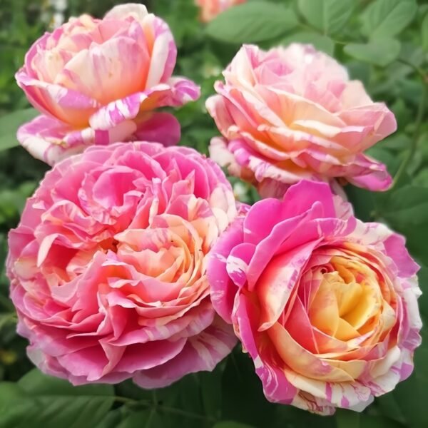 Claude Monet Rose