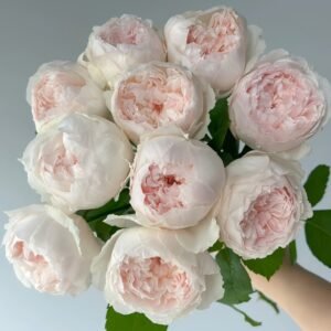 Cocotte Rose