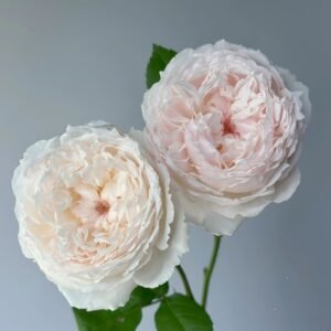 Cocotte Rose