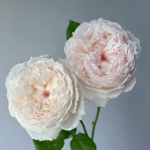Cocotte Rose