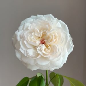 Cocotte Rose