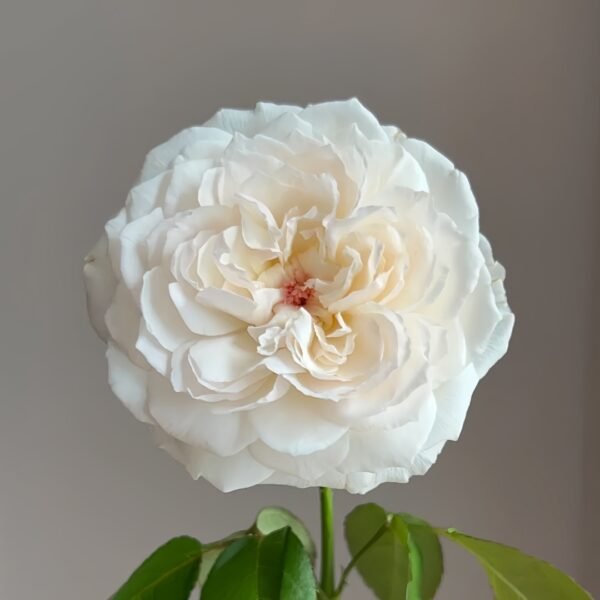 Cocotte Rose