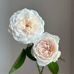Cocotte Rose