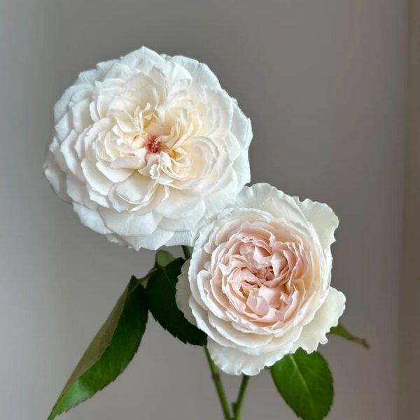 Cocotte Rose