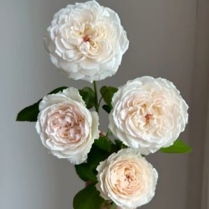 Cocotte Rose