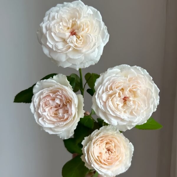 Cocotte Rose
