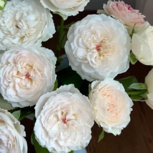 Cocotte Rose