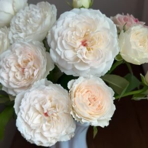 Cocotte Rose