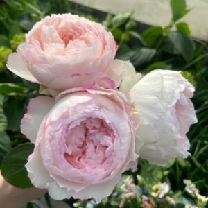 Cocotte Rose