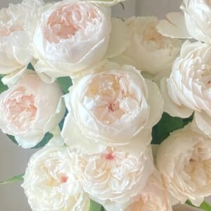 Cocotte Rose