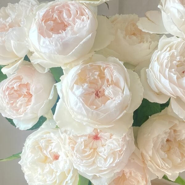 Cocotte Rose
