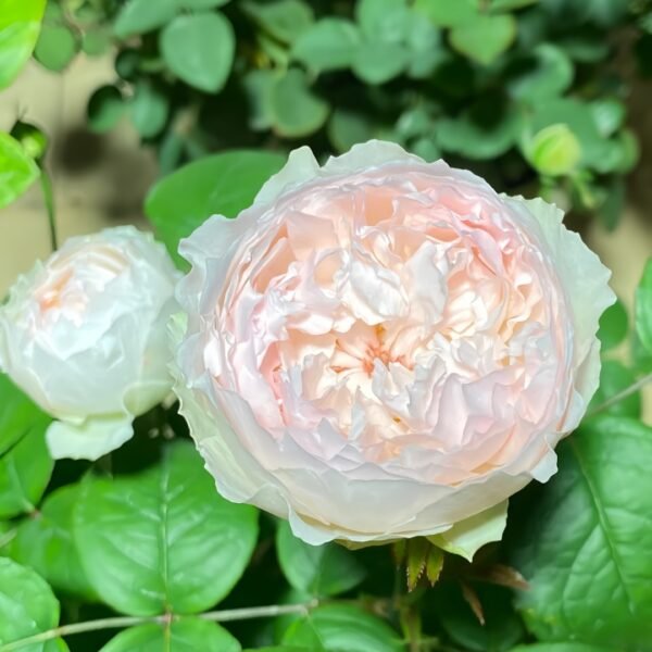 Cocotte Rose