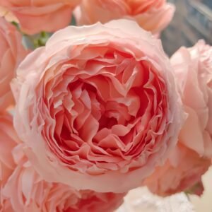 Confiture Rose