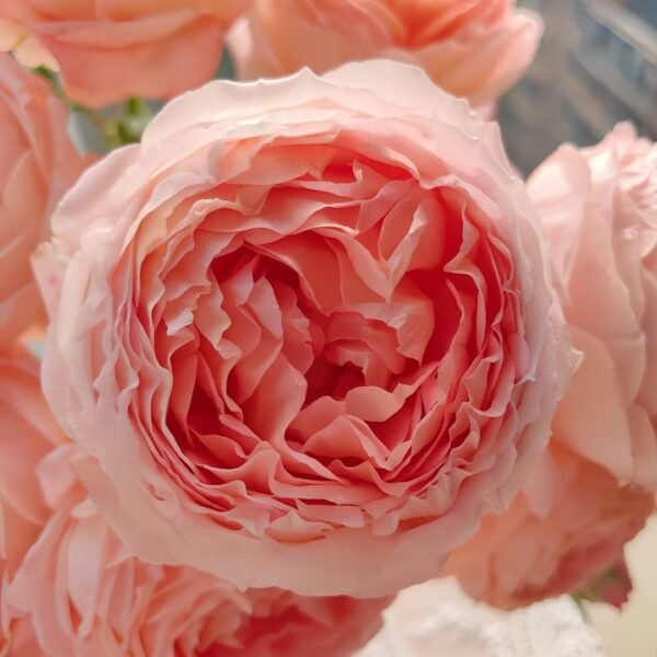 Confiture Rose