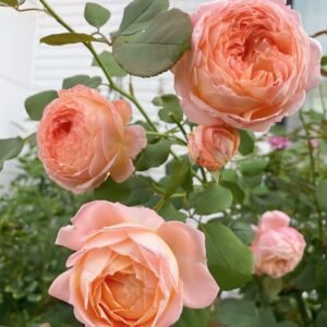 Confiture Rose