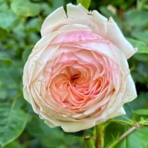 Confiture Rose