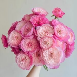 Constance Rose