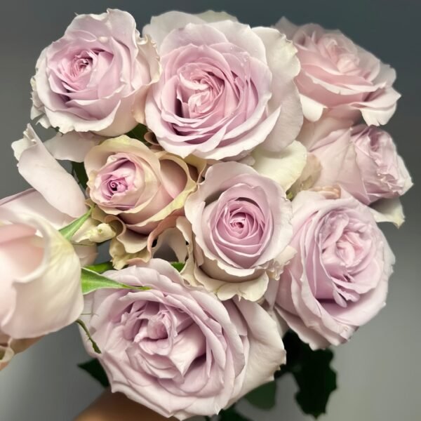 Cosette Rose