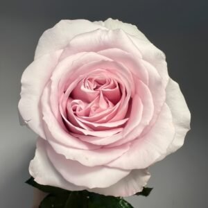 Cosette Rose
