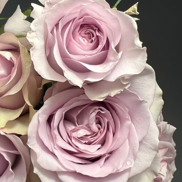 Cosette Rose