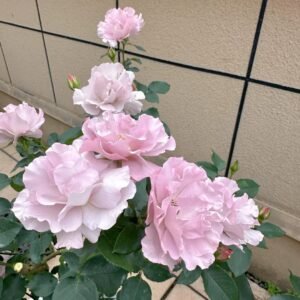 Couture Rose Tilia Rose