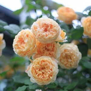 Crown Princess Margareta Rose