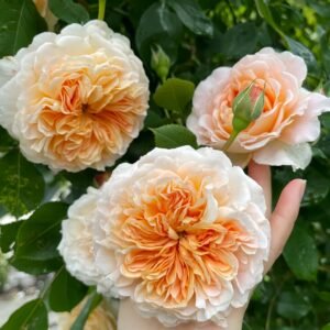Crown Princess Margareta Rose