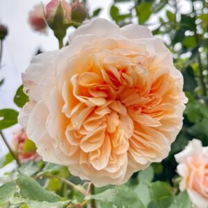 Crown Princess Margareta Rose