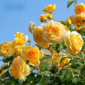 Crown Princess Margareta Rose