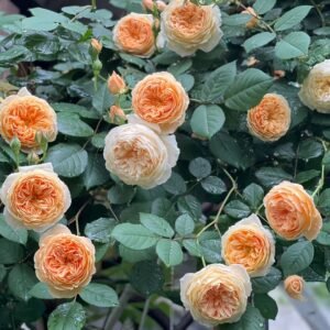 Crown Princess Margareta Rose