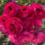 Deep impression Rose